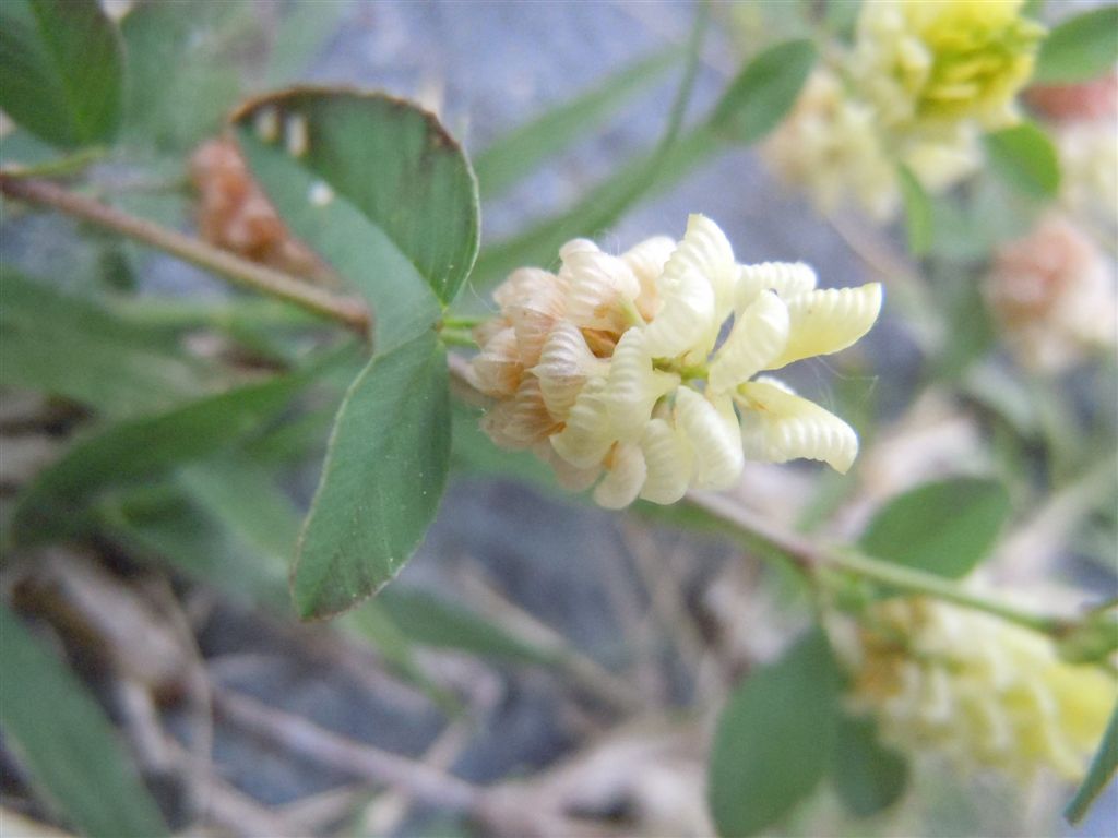 Trifolium campestre / Trifoglio campestre